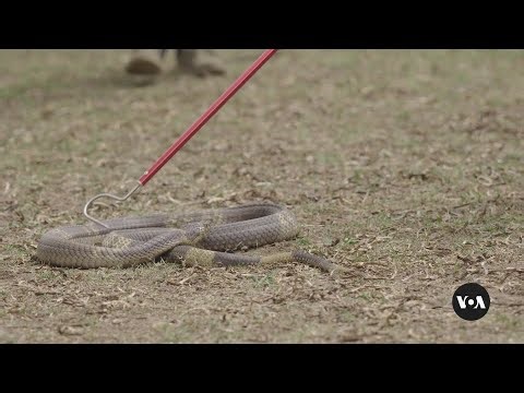 Snakebite victims in Southern Africa struggle to get anti-venom
