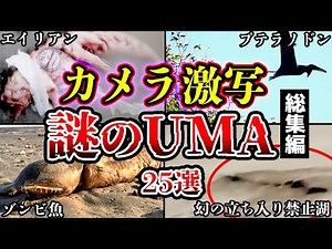 【総集編】世界が震えた…ハッキリとカメラで激写された謎のUMA・未確認生物25選【ゆっくり解説】【まとめ】【睡眠用】