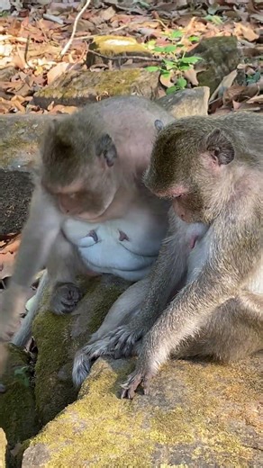 Poor Baby Request Mother Milk #monkeysr #babymonkey #animals