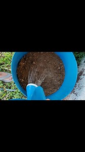 Discover the Easy Way to Grow Carrots in a Drum: Enjoy Fresh, Clean Carrots Every Season! BASIC FARM HOUSE offer a wide range of varieties seeds to try. Browse through our wide range of vegetable seeds for a varied, delicious and vitamin-rich diet! You can easily grow your own plant in your own garden no matter how much space you have at home For more details kindly send us a message to assist you. Welcome to contact: Email: info@basicfarmhouse.com Website: http://www.basicfarmhouse.com Facebook