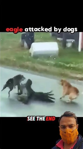 Eagle Takes Revenge on Dog After Attack! #trending #animals #wildlife #dog #eagle #shorts