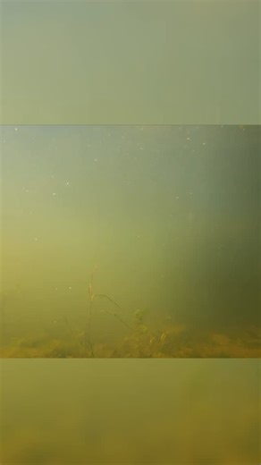 How could any 🐟 resist this?😮‍💨😩 #underwater #swimbait | Reaction Tackle