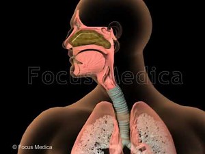 Rhinitis - Animated Atlas