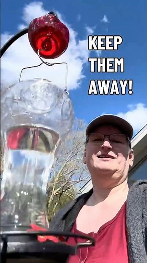 Keep those ants away for your hummingbird feeder - fill up the ant moat!