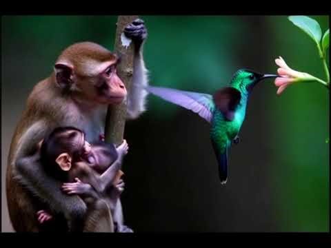 The Magic of Hummingbirds in Slow Motion