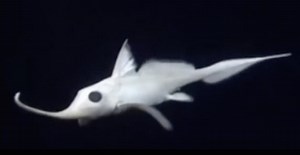 New species of ghost shark discovered just in time for Halloween