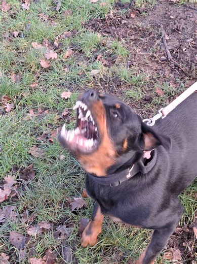 Amazing Rottweiler Adventures!