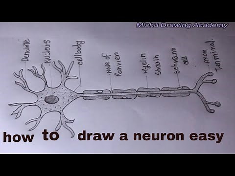 How TO Draw neuron cell easy/draw nervous system easy