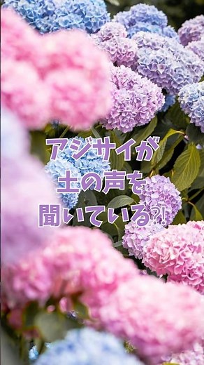 梅雨に色を変えるアジサイが…実は土の声を聞いているって知ってる？ #モエチャン #shorts