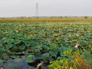 home - World Wetland Network