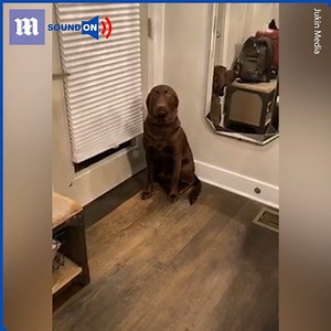 This dog isn't happy to be on timeout 🤣 via Jukin Media | Daily Mail Video