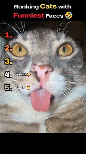 Funniest Cat Faces Ever 🙀🤣