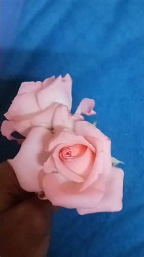 💕 Cute Baby Pink Rose You Must See!🌹#Shorts