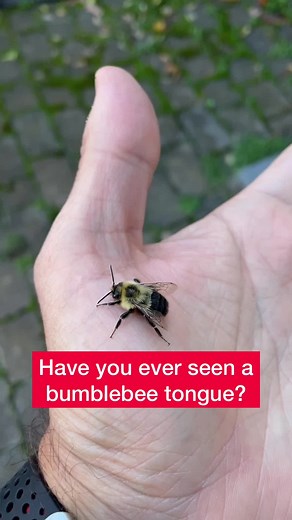 Exploring the Fascinating World of Bumblebee Tongues Under the Microscope