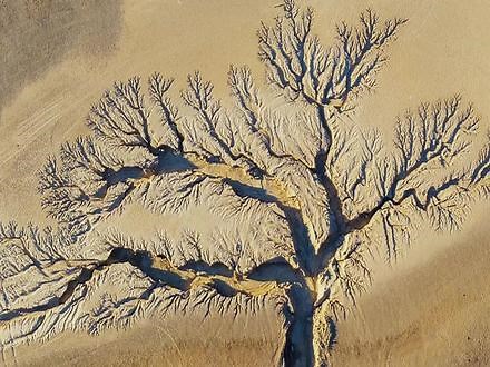 在去西藏的路上，这棵如此巨大的树是如何形成的。当地人们都称之为神树，大地之树。#风景#旅行#大自然的鬼斧神工