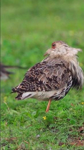 Radiant Ruff: Feather Care in the Blissful Summer Sun