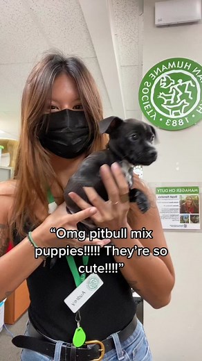 Adopt a Shelter Puppy in Oahu, Hawaii - Meet the Cute Pitbull Mix!