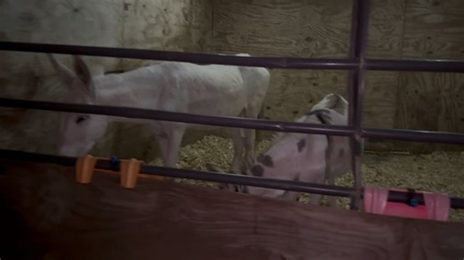 1.4K views · 147 reactions | We are supposed to be getting storms tonight and through tomorrow morning. Starting at 1 AM till about 11 o’clock tomorrow morning. So everybody got stalled up tonight into shelters. All are safe and sound.❤️ | Partnering Together to Save At Risk Donkeys in Texas - DD Donkeys | Facebook