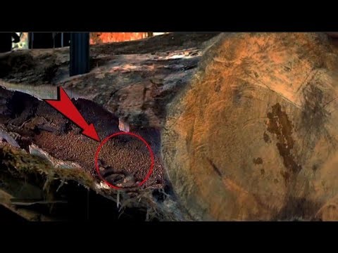 Dangerous !! hollow teak logs believed to be big scorpion nest in sawmill