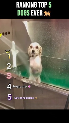 Ranking 5 Dogs Who Made Everything 10x More Complicated 😂