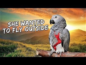 My Bird's First Outdoor Free-Flight Training | Vlog #432