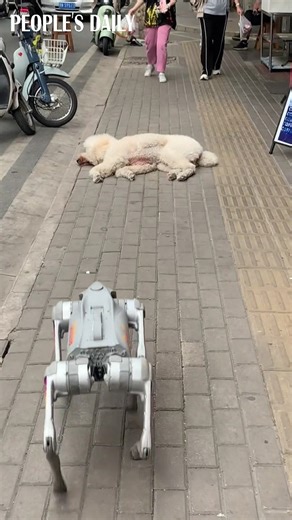 99K views · 409 reactions | When a robot dog tries to make friends with the real dog #Robot #Dog #cute | People's Daily, China | Facebook