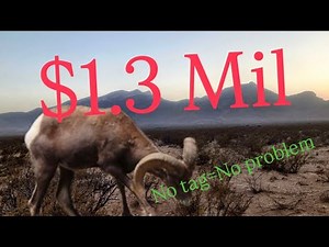 No Tag Bighorn Sheep and Hunting the bootheel of New Mexico