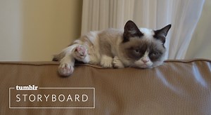Tumblr Interviews Tard the Grumpy Cat, Learns What Makes Her Tick