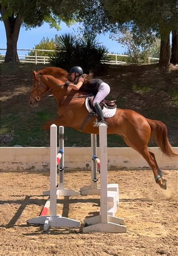 Jumping Horses: Adorable Moments with Monty
