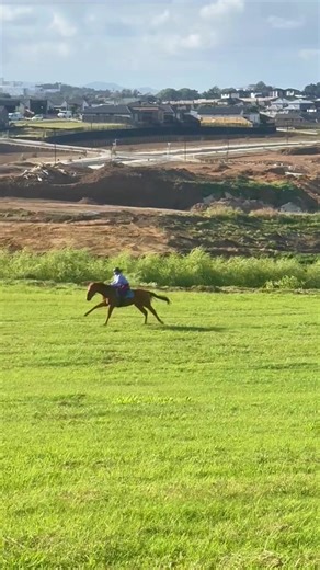 FIRST TIME RIDING LOUIE I THINK I JS NUTTED #equestrian #viral #nz #foryoupage #horse @Lilly 🧡🤍🧡🖤🤎🧡