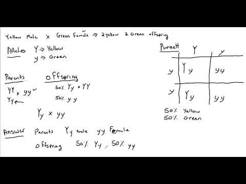 Genetics Monohybrid Cross Determining Parent Genotypes (P1) and offspring (F1)
