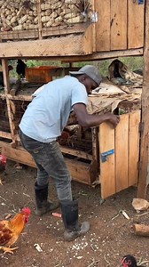 1.3M views · 12K reactions | Farm life | Farm With Fred | Facebook