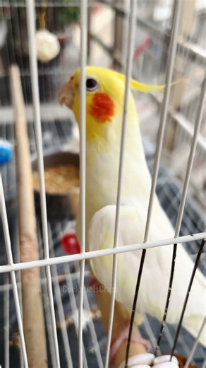 That tiny diva in the cage is belting out tunes, clearly demanding a door pass! 🤭🎶🦜#cockatielscraze