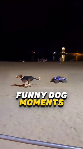 petscompilation no TikTok