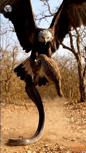 The Eagle Saves the Day #shorts #ytshorts #video