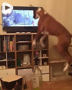 1.8M views · 31K reactions | I guess we know what he wants for Christmas!  | IGV | Facebook