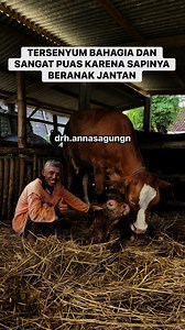 Didalam dunia peternakan utamanya sapi potong, kelahiran jantan adalah kelahiran yang sangat di impikan. Karena nilai jual pedet jantan lebih tinggi dibanding pedet betina. Hal ini sangat berbanding terbalik dengan peternak sapi perah yang justru mengharapkan kelahiran pedet betina #salamngarit #sobatngarit #peternaksapi #sapipotong #sapiperah #kelahiran #pedet | Annas Agung Nugraha