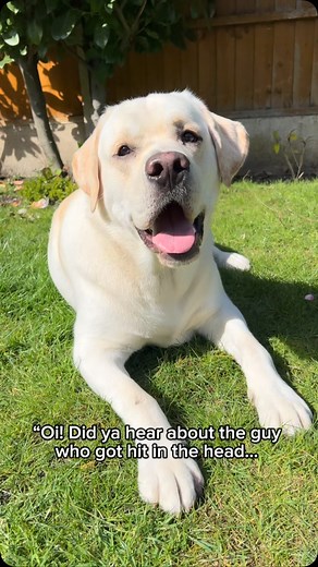 Welcome to Chester’s Comedy Corner! 🎤🐶 Today’s joke: . . . . . #CheekyChester #FunnyDogReels #DogWithAttitude #labsofinstagram #ChesterGoesViral #LifeOfChesterTheLab #fyp #chesterscomedycorner #TalkingDogReels #LabradorLove #ukdogs #DailyChesterFun #AdventuresWithChester #DogVoiceOver #FunnyPupReels #doglife #labs_of_insta #TrendingDogContent #justforfun #chestersadventures24 #love #viral #fyp #reels #jokeoftheday #doghumour #ChestersJoke #DogHumor #PawsomeLaughs #TalkingDog #FunnyPup | Cheste