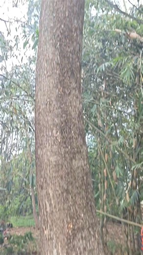 Felling a tree safely without it splitting. | Suprapto