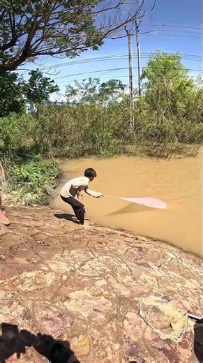 Cast net fishing traditional trap in the village #shorts