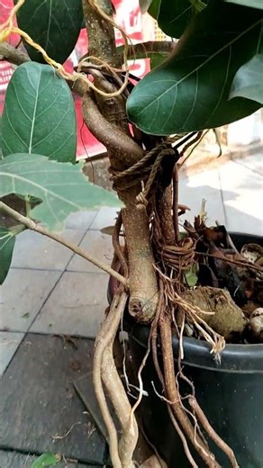 പേരാൽ 🌲Banyan tree, Bonsai making#bonsai#bangalore#banyan