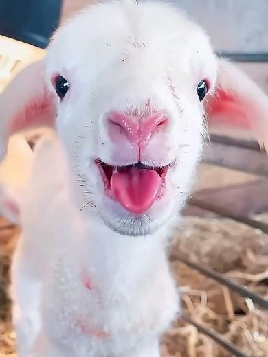 Cutest Animals Ever? Goats Go MAD 😍” #shorts