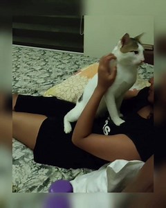 1.1M views · 41K reactions | My kitty cat's night time routine: Make mama a masseuse and enjoy a good looooooooooooooooong massage. I need to make sure I hit all the right spots if I don't want a sad kitty. Well, like mamma like baby! 來  #goodnightworld #kuttapan #happycat #catmom #kittycatlife | Amala Paul | Facebook