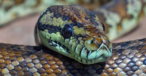 Τρόμος στην τουαλέτα: Πύθωνας βγήκε από τη λεκάνη και τον δάγκωσε στους όρχεις - Εικόνα φρίκης | Flash