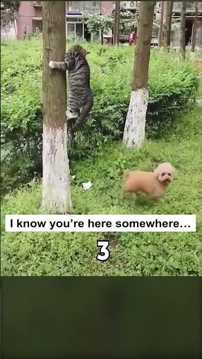 Top 5 Epic Cat Escapes You Need to See