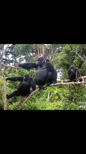 Eastern Lowland Gorillas: The Biggest and Most Endangered Grauer Gorillas