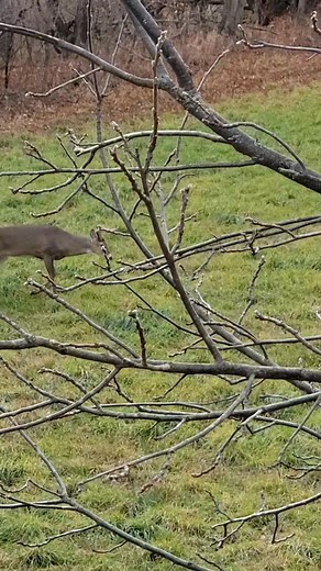 Buck we been calling goofy. #michiganfall #michigandeerhunting | Cody Tyler