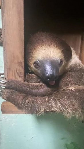 Two Toed Sloth Yawning at Wingham Wildlife Park