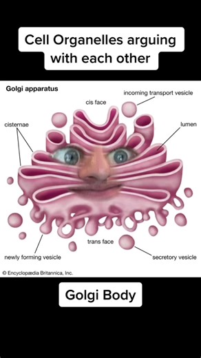 Cell TikTok’s are the best #cell #biology #funny #rickandmorty