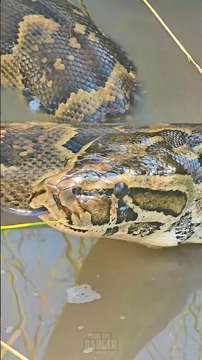 🐍 Python In The Water 🐍 #Wildlife #Safari